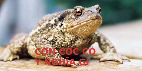  Mơ thấy con cóc mang ý nghĩa gì